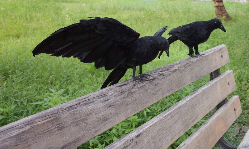 Etistta 2-Pack Realistic Crows Lifesize Extra Large Handmade Black Feathered Crow for Halloween Decorations Birds, L (13 inch+12 inch) - Image 5